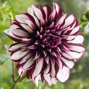 dahlia-tartan.jpg