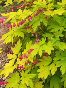 dicentra_gold_heart_.jpg